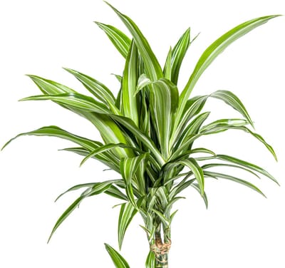 Dracaena Deremensis White Stripe Ø21cm - 100cm