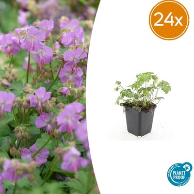 Trendyplants - Geranium cantabrigiense 'Cambridge' - 24 stuks - Ooievaarsbek - Winterhard - Hoogte 10-30 cm - Potmaat Ø9cm