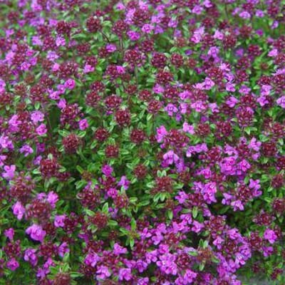 6 x Thymus Praecox 'Creeping Red' - Tijm pot 9x9cm