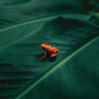 Ingredient - Ingredient (LP)