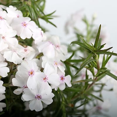 6 x Kruipphlox of Vlambloem Wit - Bodembedekker Wintergroen - Phlox subulata 'White Delight' in 9x9cm pot met hoogte 5-10cm