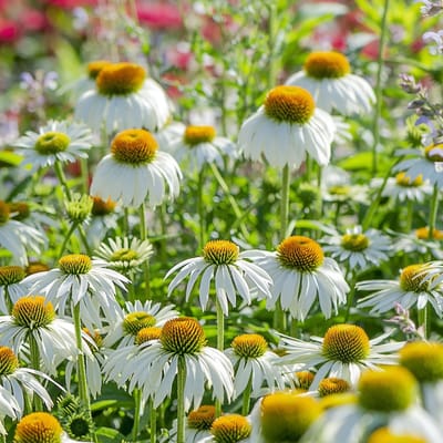 Witte zonnehoed (Echinacaea purpurea Alba) - Echinacea Alba - Vaste planten - Bijen-Vlinders - Snijbloemen - Zomerbollen