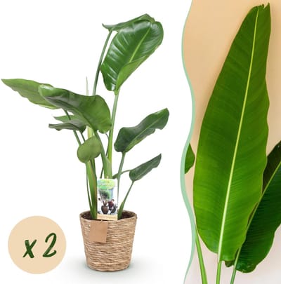 Green BoutiQ - Kamerplanten - Strelitzia Nicolai - Paradijsvogelbloem - Weinig onderhoud - met mand - Groen - 2 Planten - Pot 17cm - Hoogte 70-90cm