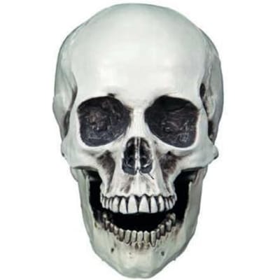 Schedel wit | Halloween | Griezel