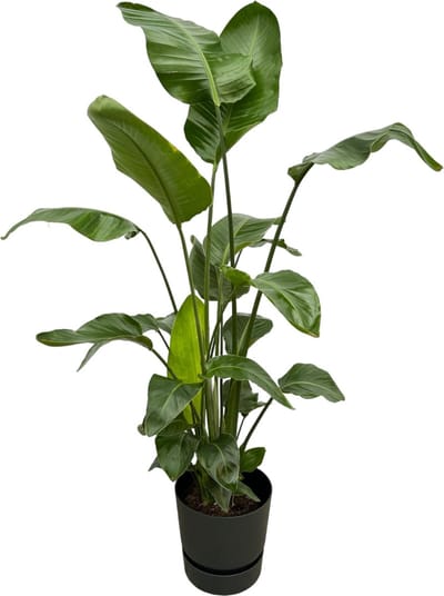 Plantenboetiek.nl | Strelitzia Nicolai inclusief elho Greenville Round zwart - Ø30cm - 150-160cm hoog - Kamerplant - Complete set - Plant met pot