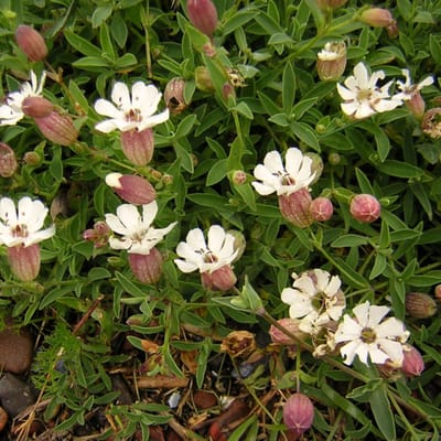 Zeekarwij (Silene maritima Weisskehchen) - Lijmkruid - Silene maritima - Vaste planten - Groenblijvend - Bodembedekkers - Zomerbollen