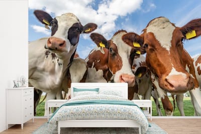 Behang - Fotobehang Koeien - Dieren - Weiland - Natuur - Breedte 360 cm x hoogte 240 cm