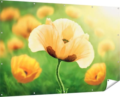 Gards Tuinposter Oranje Klaproos Bloemen - 180x120 cm - Tuindoek - Tuindecoratie - Wanddecoratie buiten - Tuinschilderij