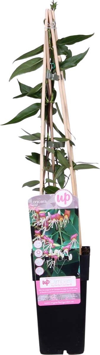Bloomique - Lonicera Henryi - Kamperfoelie - Oranje, Rood - Klimplanten - Tuinplanten - Winterhard - Groenblijvend - Hoogte 50-70 cm - Pot 15 cm
