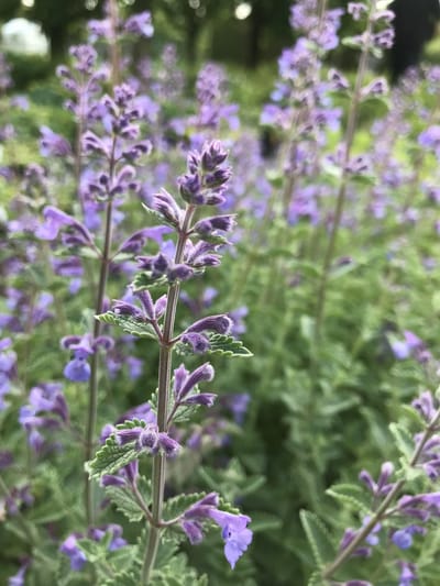 6 x Nepeta faassenii  'Six Hills Giant' - Kattekruid - P9 Pot (9 x 9cm) - Dima Vaste Planten