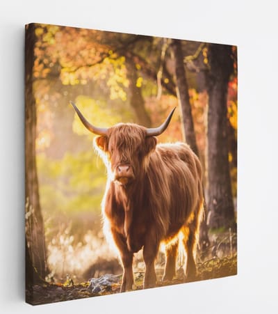 Saammp Canvas Schilderij - Schotse Hooglander Koe in de sneeuw - Dieren - Natuur - 20x20 - Foto op canvas - Wanddecoratie - muurdecoratie Woonkamer - Slaapkamer decoratie - Canvas Print