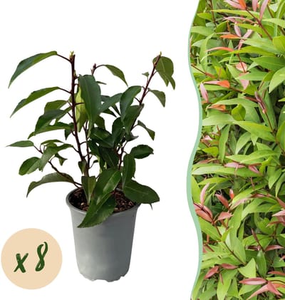 Haagplanten - Prunus lusitanica Angustifolia - blad groen - 8 planten - 1 strekkende meter - groenblijvend - pot 9cm hoogte 30-35cm
