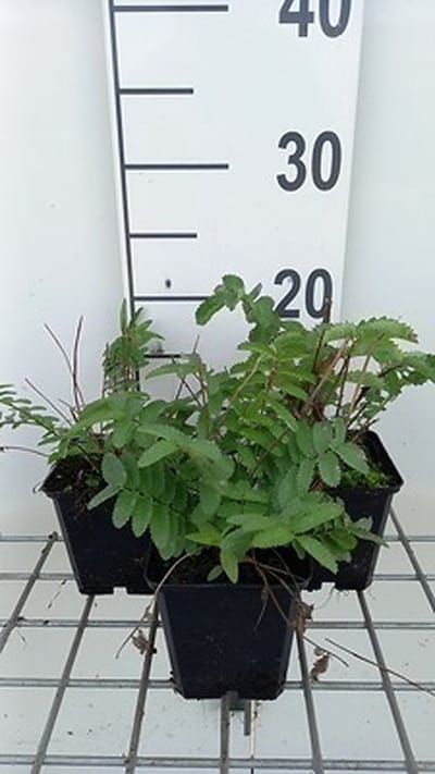 6x Sanguisorba - Sanguisorba tenuif. 'Alba' | 9x9 cm pot