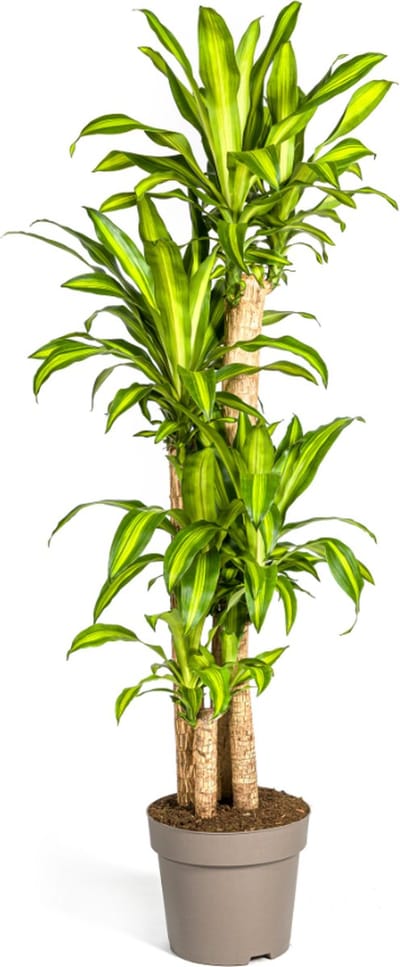 Plantenboetiek.nl | Dracaena Fragrans Massangeana - Ø30cm - 170-190cm hoog - Kamerplant - Groenblijvend
