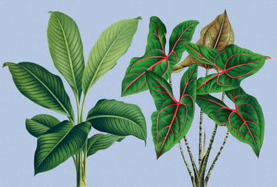 Fotobehang leafgarden1 DD121948 Livingwalls Walls by Patel 3 Groen Blauw Vlies 270 x 400 cm (4 delen) Fotobehang online webshop