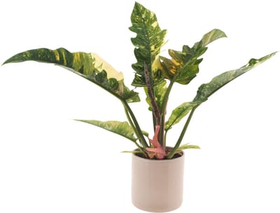 Philodendron Ring of Fire | 30cm | met gebroken witte keramieken pot
