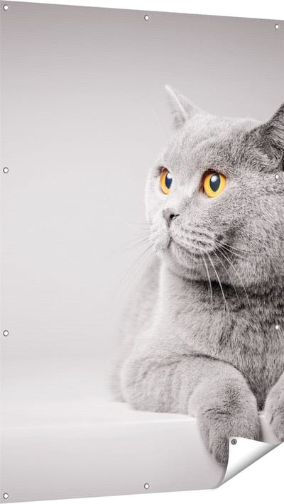 Gards Tuinposter Grijze Kat met Oranje Ogen - 100x150 cm - Tuindoek - Tuindecoratie - Wanddecoratie buiten - Tuinschilderij
