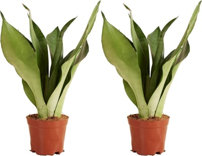 Bloomique - Set van 2 - Sansevieria Moonshine - Vrouwentong - Kamerplanten - Luchtzuiverend - Zeer Gemakkelijk te Verzorgen - Hoogte 30-40 cm - Pot 12 cm