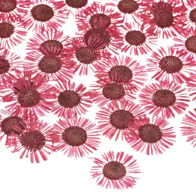 Dailygoods - M METERXITY 12 Stuks Gedroogde Geperste Bloemen Voor Hars, Echte Natuurlijke Bloemen Groothandel Voor Ambachten/Zeep/Scrapbooking/Kaarsen/Epoxyhars Supplies [Rood]