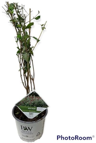Buddleja 'Miss Ruby' - 3 liter pot - 50-60 cm