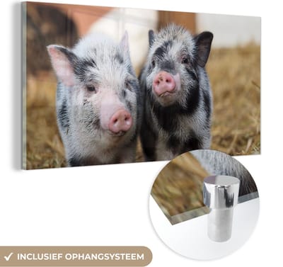 MuchoWow® Glasschilderij 40x20 cm - Schilderij acrylglas - Varken - Dieren - Varkentje - Foto op glas - Schilderijen