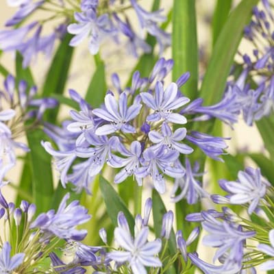 Agapanthus x Blue de Chine - Set van 3 - Afrikaanse dwerglelie - Pot 2 Liter