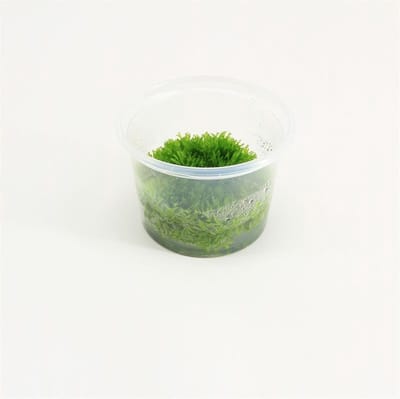 Moerings aquariumplanten - Riccia 3x in vitro cup 100cc