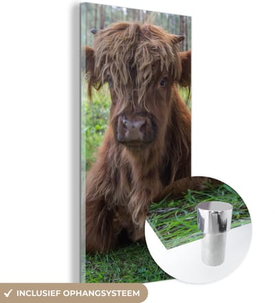 MuchoWow® Glasschilderij 20x40 cm - Schilderij acrylglas - Schotse Hooglander - Pad - Dieren - Foto op glas - Schilderijen