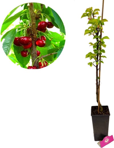 Prunus avium 'Boas'® zuilkers, 3 liter pot