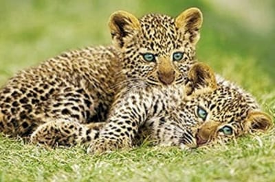 Jachtluipaarden poster - cheeta - puppies - savanne - Afrika - 61 x 91.5 cm.