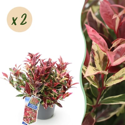 Plantenboetiek.nl | Leucothoe Colour Diamond - Bont - 2 Planten - Groenblijvend - Weinig Onderhoud - Ø17cm - 35-45cm hoog - Tuinplant