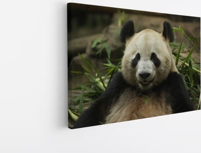 Saammp Canvas Schilderij - Panda tussen het gras - Natuur - Dieren - 45x30 - Foto op canvas - Wanddecoratie - Muurdecoratie Woonkamer - Slaapkamer decoratie - Canvas Print