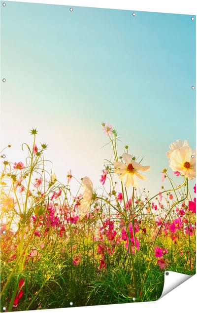 Gards Tuinposter Kosmos Bloemenveld met een Opkomende Zon - 120x160 cm - Tuindoek - Tuindecoratie - Wanddecoratie buiten - Tuinschilderij