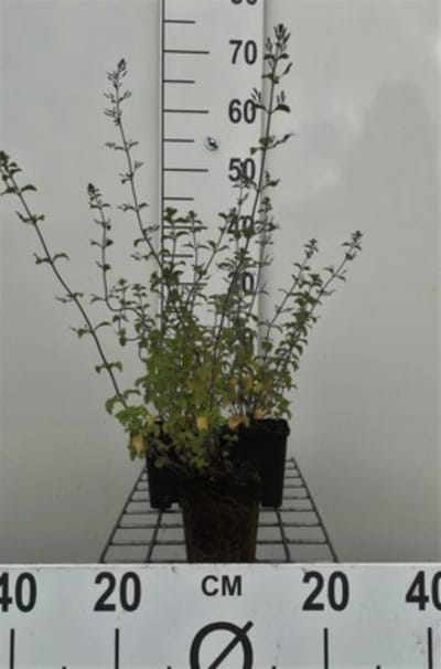 6 x Calamintha nepeta 'Blue Cloud' - steenmijn - pot 9 x 9 cm
