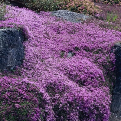 6 x Kruiptijm of Kruipend Tijm Roze|Paars - Bodembedekker Wintergroen - Thymus praecox 'Coccineus' in 9x9cm pot met hoogte 5-10cm