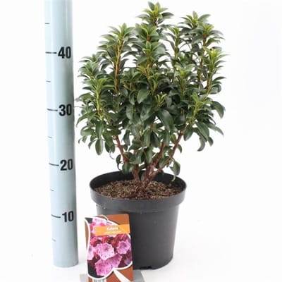 Plants Online - Tuinplanten - Heesters - Set van 1 - Kalmia latifolia 'Little Linda' - 3 liter pot - Plant 25-30 cm