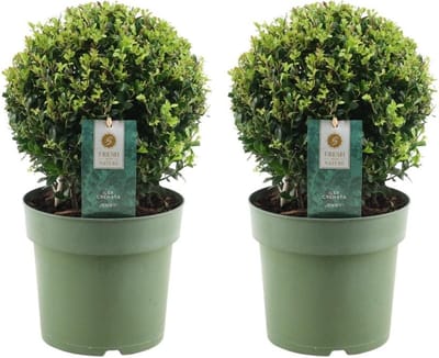 Plants by Frank | echte hulstplant in bolvorm | 2x Ilex crenata 'Jenny' bol | set van 2 stuks | 20 cm Ø diameter | buxusvervanger | Ilex | tuinplanten | buxus | planten