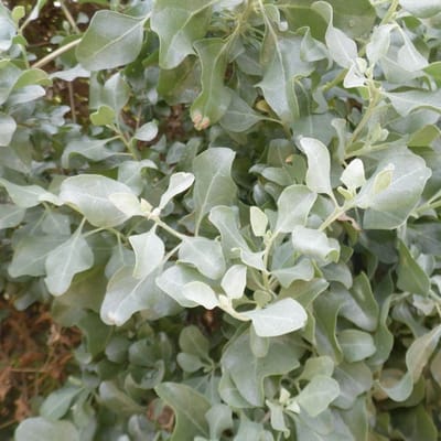 Atriplex Halimus 60-80cm - Prachtige plant voor in huis en tuin