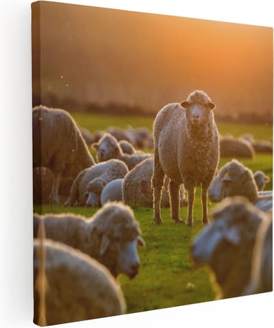 Artaza Canvas Schilderij Kudde Schapen - 30x30 cm - Klein - Muurdecoratie Landschap - Wanddecoratie Boerderij - Schilderijen Op Canvas
