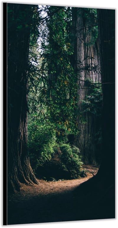 Dibond –In het Donkere Bos– 100x200cm Foto op Aluminium (Met Ophangsysteem)