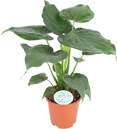 Plantenboetiek.nl | Alocasia Cucullata - Ø21cm - 70-80cm hoog - Kamerplant - Groenblijvend