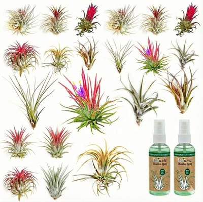 vdvelde.com - Tillandsia luchtplanten set 20 stuks - Luchtplanten onderhoudsvriendelijk zonder aarde - Incl. Tillandsia spray - Voor decoratie & interieur