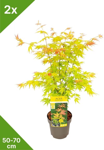 GARDENZO - 2x Acer palmatum 'Orange Dream' - Japanse Esdoorn in 3 ltr pot 50/70 cm