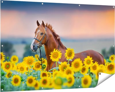 Gards Tuinposter Bruin Paard tussen de Zonnebloemen - 150x100 cm - Tuindoek - Tuindecoratie - Wanddecoratie buiten - Tuinschilderij