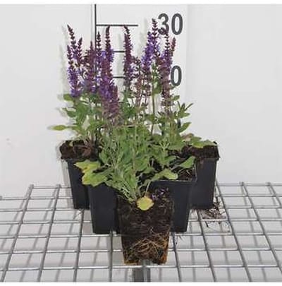6x Struiksalie - Salvia nem. 'Blaukönigin' ('blue queen') | 9x9 cm pot