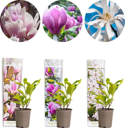 Bloomique - Set van 3 - Magnolia Mix – Beverboom – Struik – Onderhoudsvriendelijk – - 20-25 cm - Pot 9 cm - Hoogte 15-25 cm