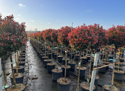 Sunny Tree - Photinia Fraseri Chico op stam – 150 cm – 25L – Winterharde Glansmispel