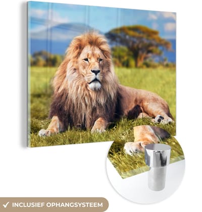 MuchoWow® Glasschilderij 40x30 cm - Schilderij acrylglas - Leeuw - Savanne - Afrika - Foto op glas - Schilderijen
