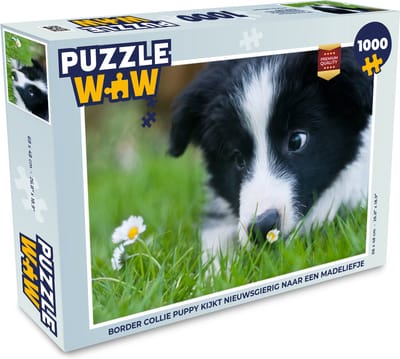 Puzzel Border collie puppy kijkt nieuwsgierig naar een madeliefje - Legpuzzel - Puzzel 1000 stukjes volwassenen