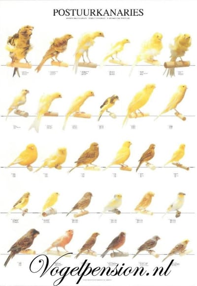 Gelamineerde Vogelposter Postuurkanaries | Duurzaam & educatief - Vogelposter Postuur kanaries gelamineerd - Vogelposters - Benodigdheden